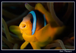 Hooo....Two-banded anemonefish by Sven Tramaux 